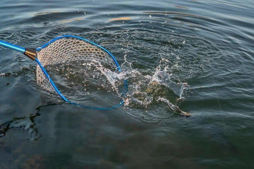 春季水產(chǎn)養(yǎng)殖防病 內(nèi)外結(jié)合，筑牢健康防線