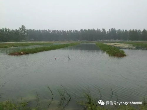 決定水產養殖高產的，就是這兩個因素