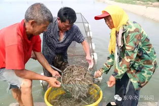 江蘇東辛農(nóng)場水產(chǎn)養(yǎng)殖園區(qū)南美白對蝦銷售漸入高峰，養(yǎng)殖效益與市場活力雙提升